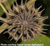 Mature black velvetleaf seed pod top showing seeds inside