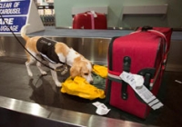 A biosecurity dog sniffing luggage on an aiport baggage claim conveyor