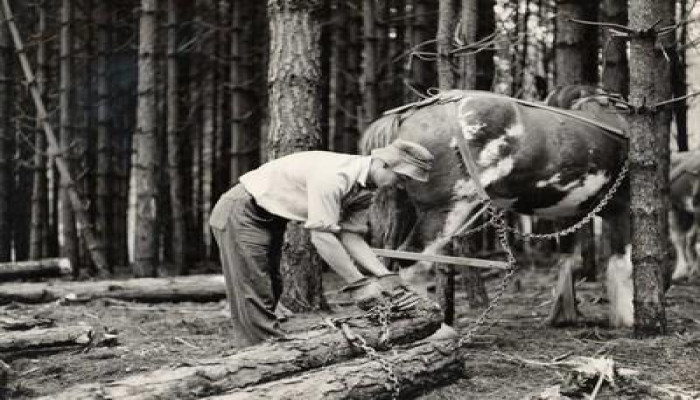 A black and white archive image of an early New Zealand forestry worker attaching logs with a chain to a work horse.