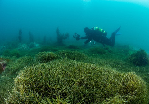 diver with some camera equipment taking photos of seaweed