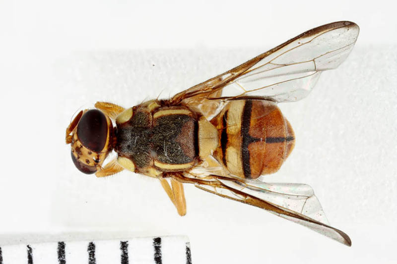 fly with ovipositor laying eggs in fruit