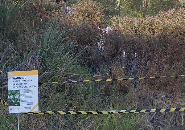 A small pond of water, partly covered in green weeds, fenced off with two strands of yellow and black tape. It has a sign with a warning, 'Water hyacinth eradication process underway'