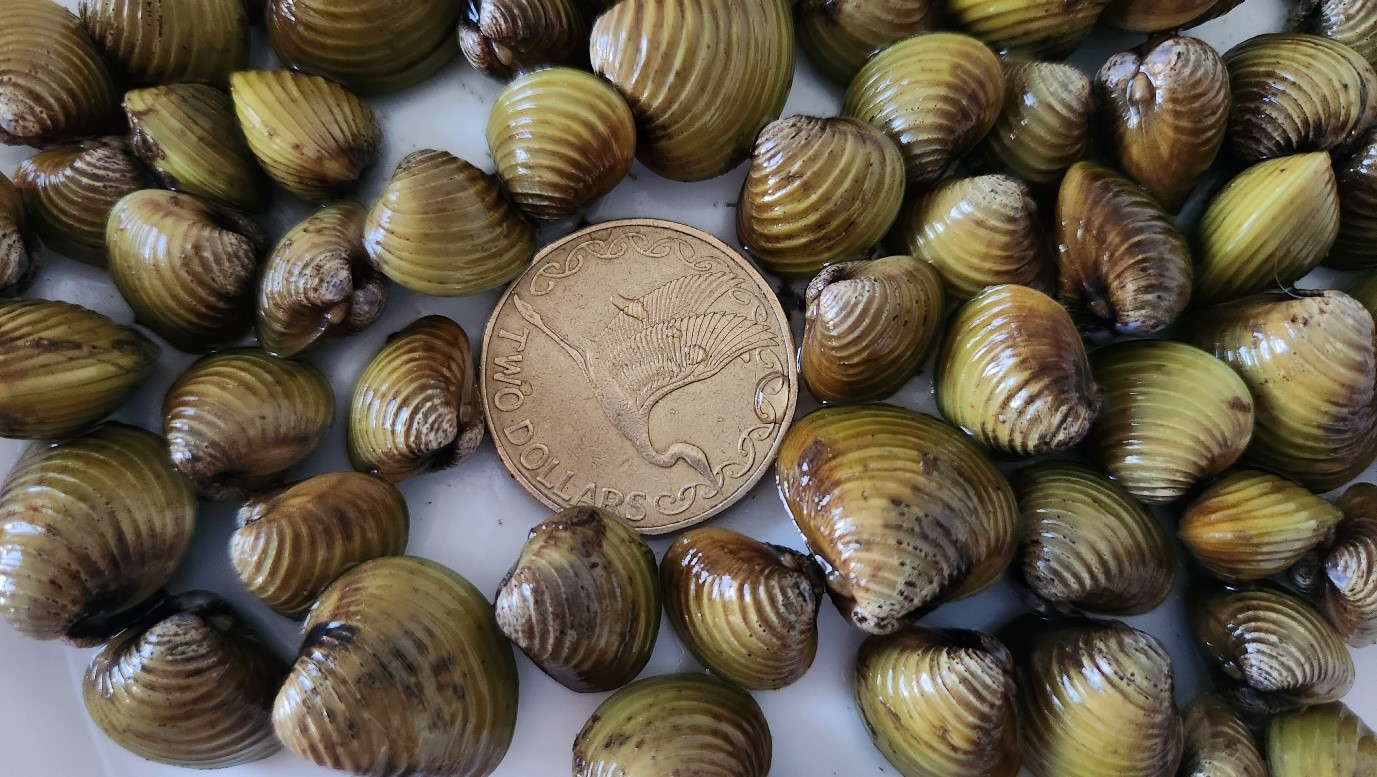 Freshwater gold clam (Corbicula fluminea) | NZ Government