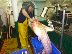 A fishery observer cutting a large fish to take samples on board a commercial fishing vessel.