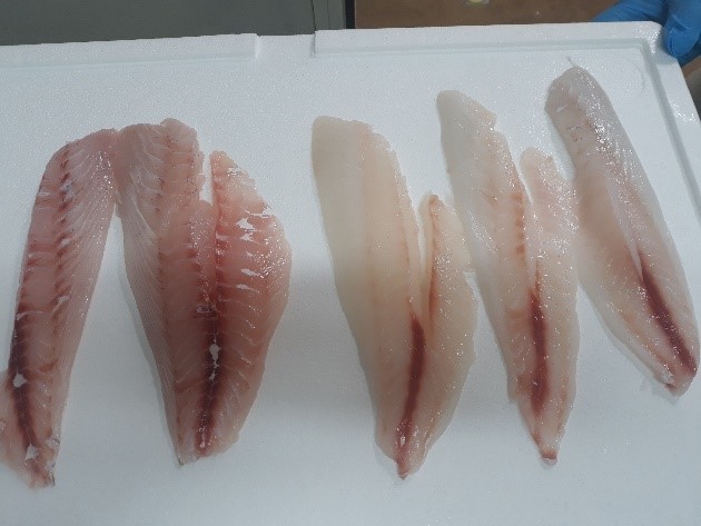top view photo of snapper fillet