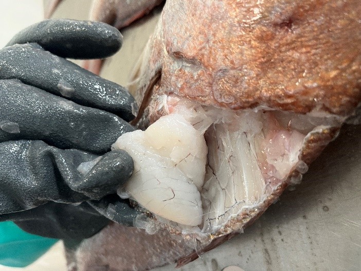 photo of a snapper being disected on the side of its flesh
