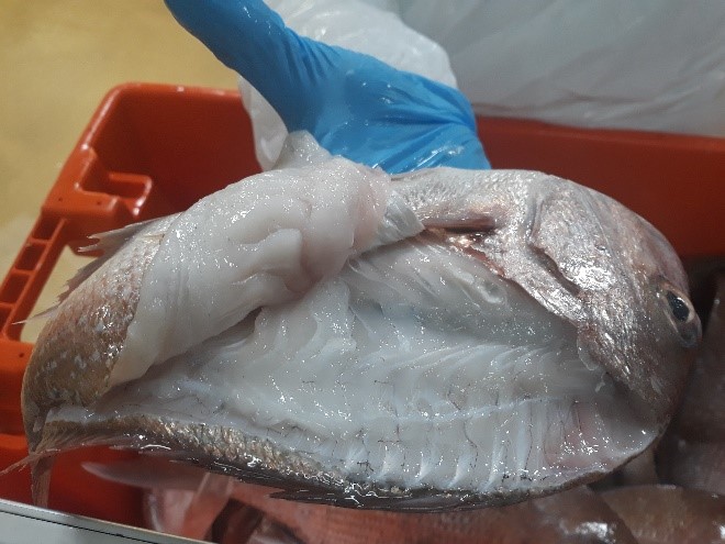 top view photo of a snapper being disected on its flesh
