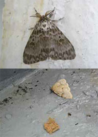 adult male gypsy moth and adult female with egg mass