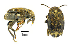  Side and top view of adult pea weevil