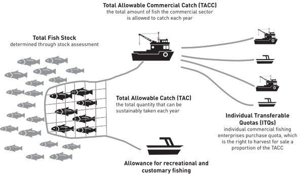 Image showing total allowable catch is divided between recreational, customary, and commercial fishers, and TACC is divided into individual transferable quotas.