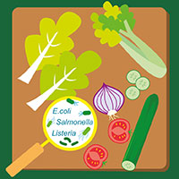 E. coli, Salmonella and Listeria in raw salad vegetables