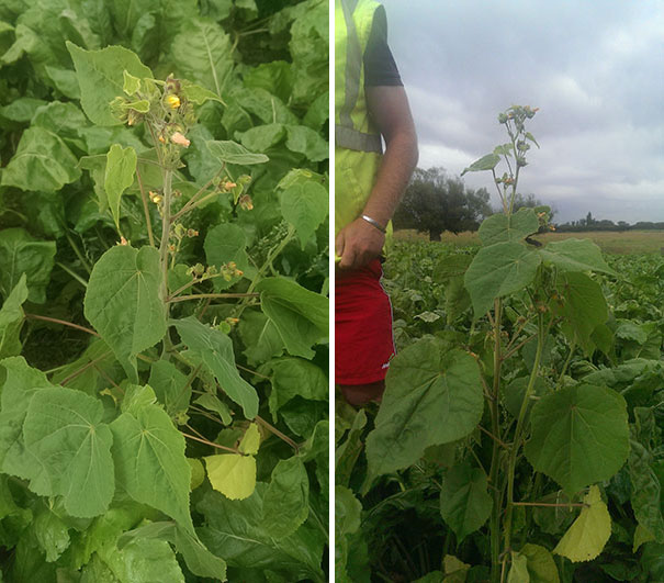 Velvetleaf is a broad-leafed weed that grows to between 1m and 2.5m.