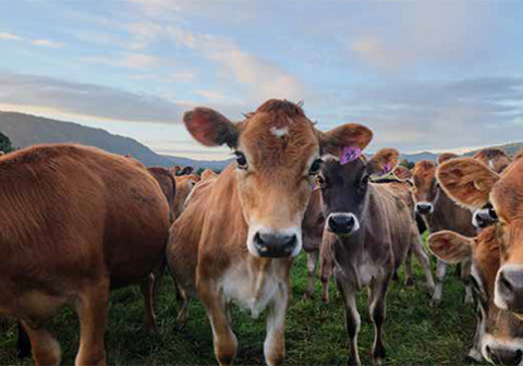 Close up shot of cows