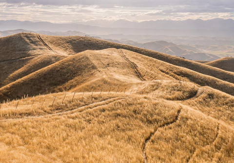 dried grass