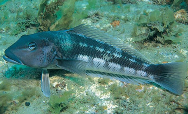 blue cod