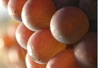 image of grapes