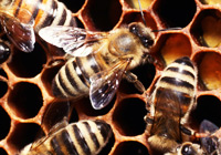 Exporting live bees