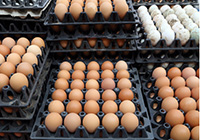Importing eggs