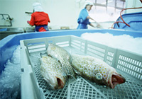 Import health standards