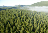 aerial view of pine forest and fog