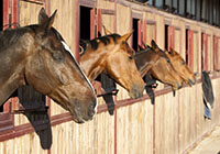 Importing horses