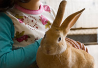 Importing other pets
