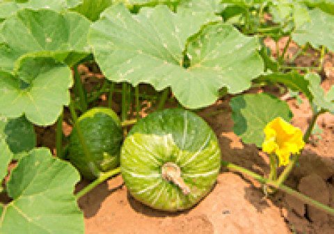 pumpkin in a field