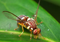 adult Queensland fruit fly