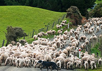 sheep flock going down a road