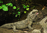 Endangered species