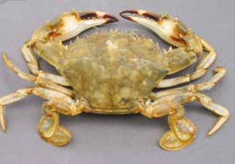 asian paddle crab