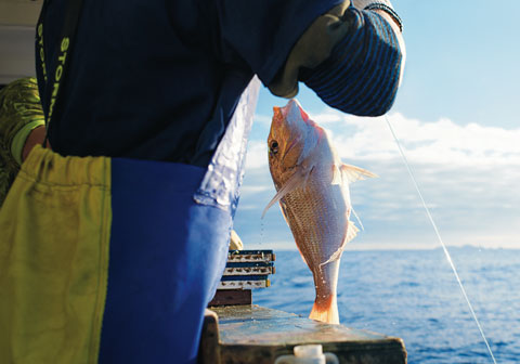 Fisherman holding up fish caught on fishing line.