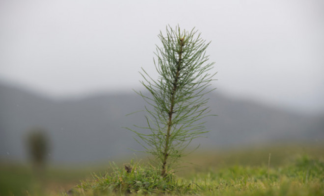 Close-up of pine sapling.