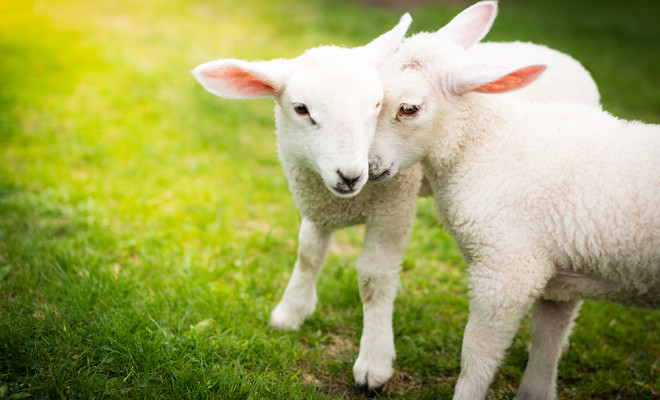 2 lambs cuddling