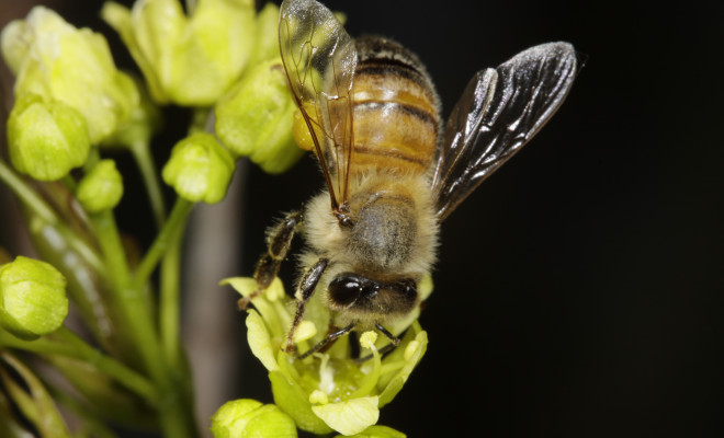 Close-up on bee pollinating yellow flowers.