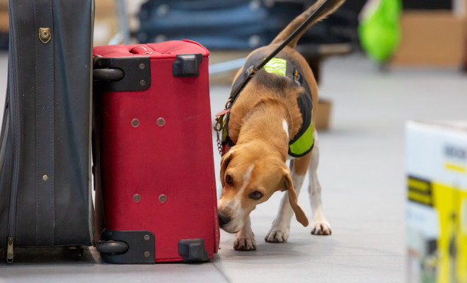 Biosecurity New Zealand detector dog sniffing bags at airport