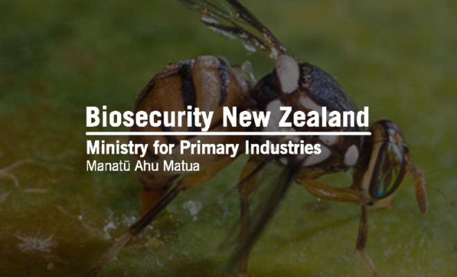 Biosecurity New Zealand logo overlaid in Auckland oriental fruit fly