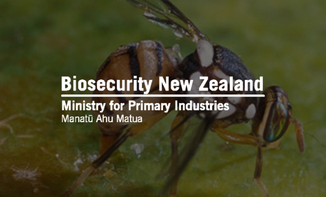 Biosecurity New Zealand logo overlaid in Auckland oriental fruit fly