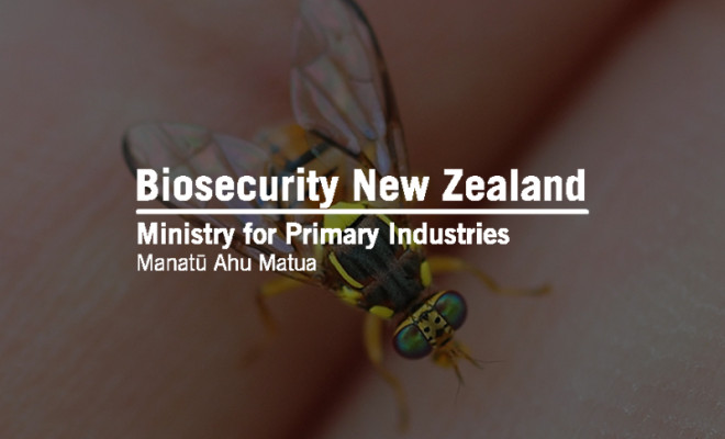 Biosecurity New Zealand logo overlaid in Oriental fruit fly dorsal