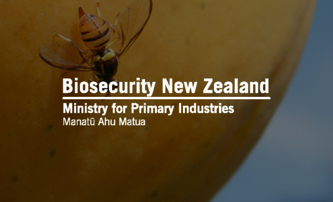 Biosecurity New Zealand logo overlaid in Oriental fruit fly on a fruit