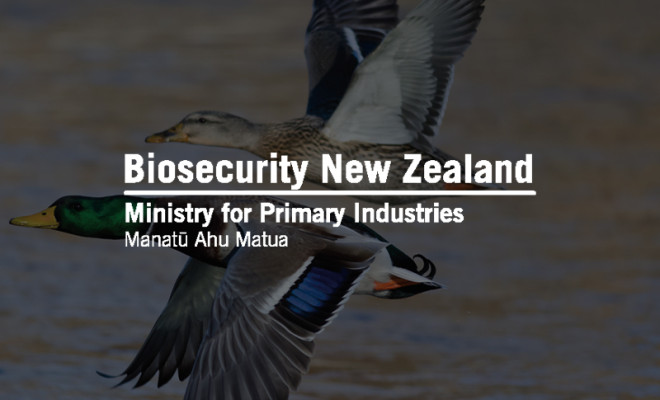 Biosecurity New Zealand logo overlaid on ducks flying