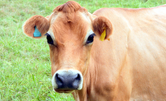 Jersey cow with identification tags clipped on ears.