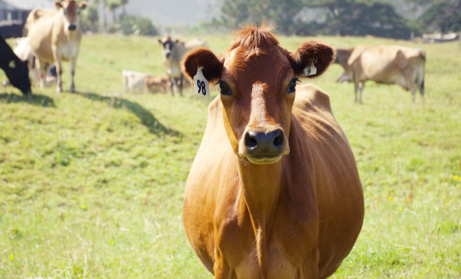 Brown cow looking at camera.