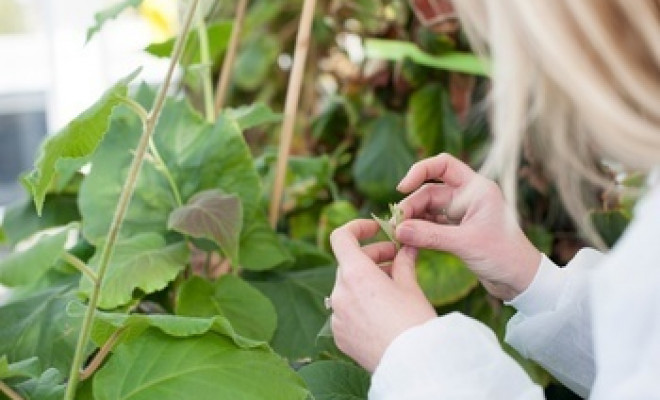 Scientist studying leaf.